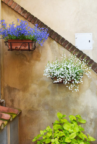 Fone flower pots on concrete wall