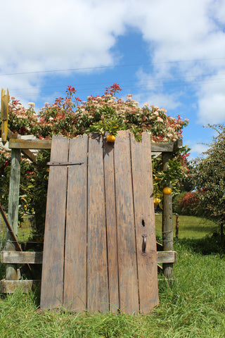 fone 18th/19th Century Elm Plank Door
